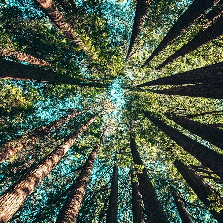 Photo of skyward view of thick forest
